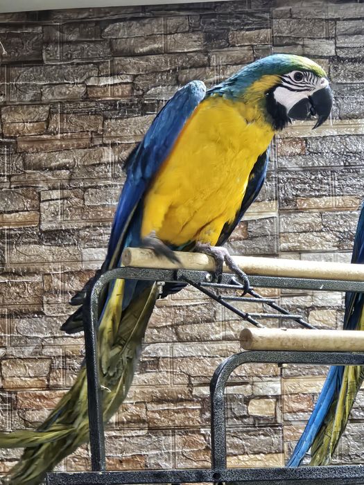 Arara Ararauna Macho 2025 -  Grande Porte