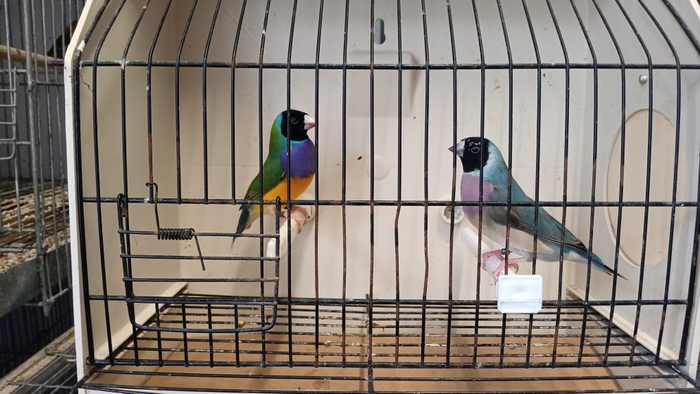 Diamantes de Gould