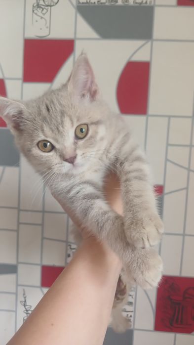 Кошенята шотландські