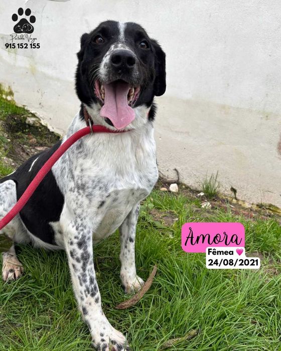 Cadela para adoçao (Amora)