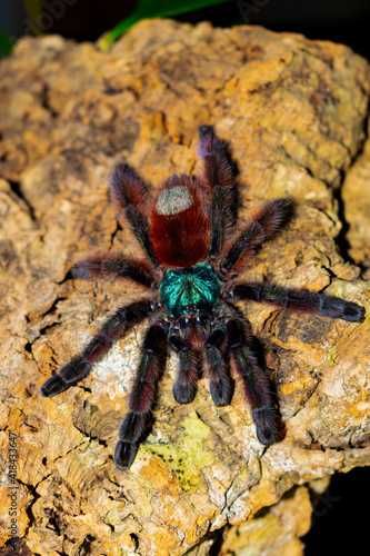 Caribena versicolor L5