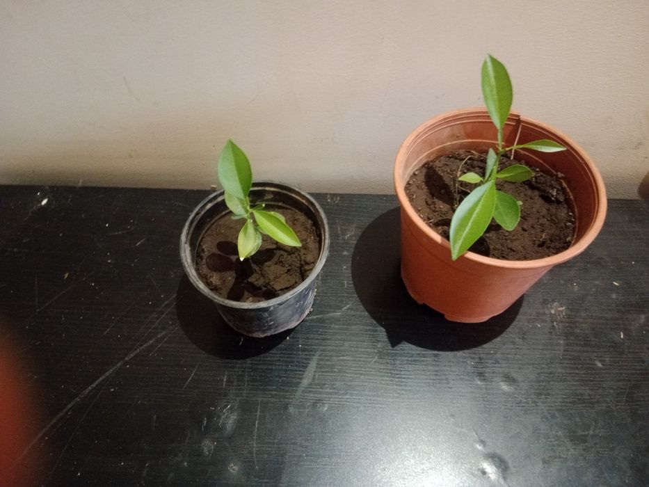 Árvore de Laranjeira em vaso – saudável e pronta para plantar
