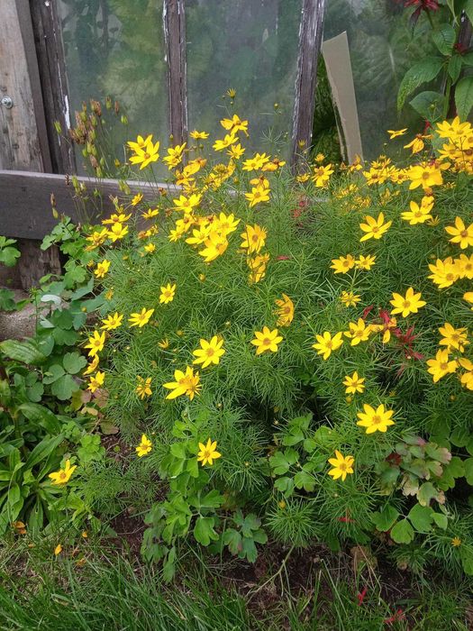 Kwiaty ogrodowe różne 5 - niższe ceny