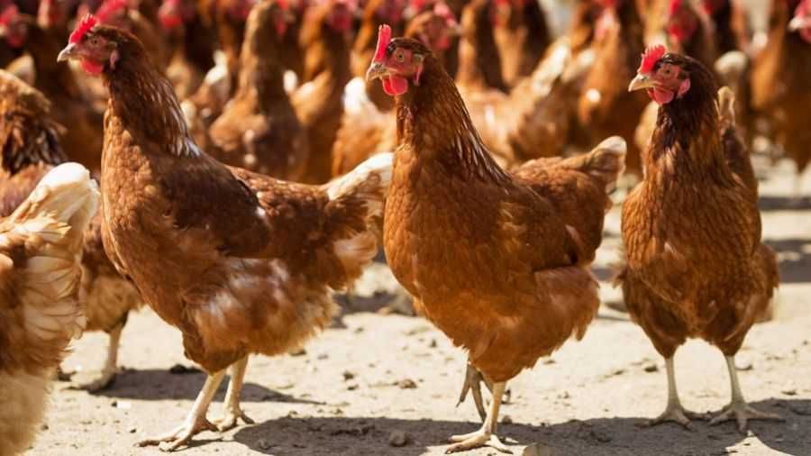 Kury nioski młode z wolnego-wybiegu.Kurki z Fermy Drobiu.DOWÓZ GRATIS