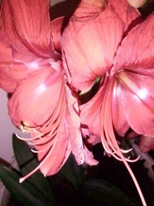 Planta muito bonita para o seu jardim ou varanda