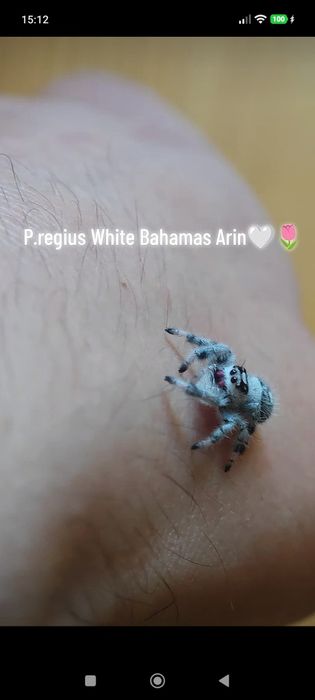 Phidippus regius white bahamas skakun skakuny