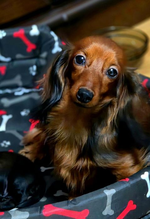 Jamnik króliczy mini FCI ZkwP