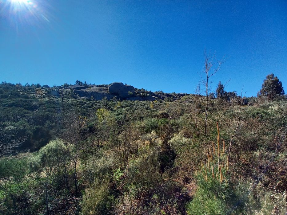 Terreno Rustico - 2.5 hectares - Travanca de Lagos