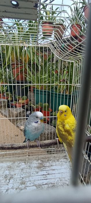 Casal periquitos asa negra