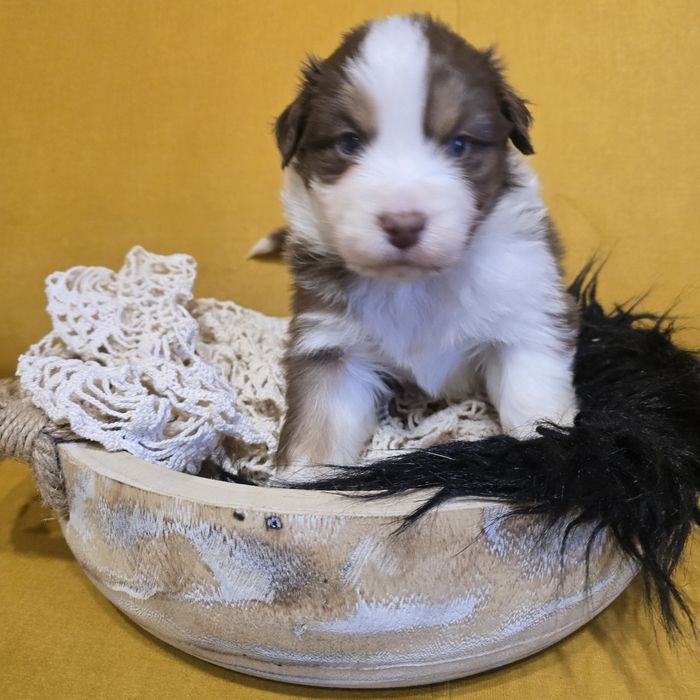 Owczarek australijski FCI samiec Macho