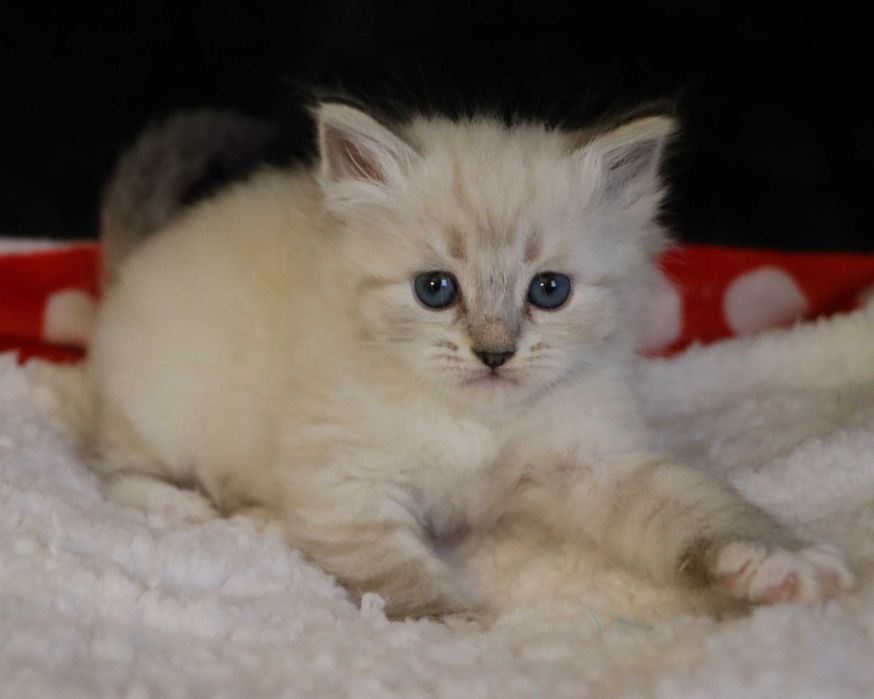 Śliczna kotka Neva Masquerade