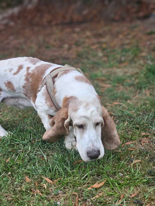Senior Basset Hound