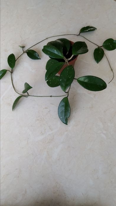 Hoja różowa w doniczce