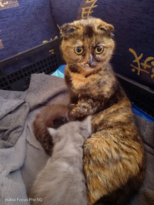 Продам котенка девочку