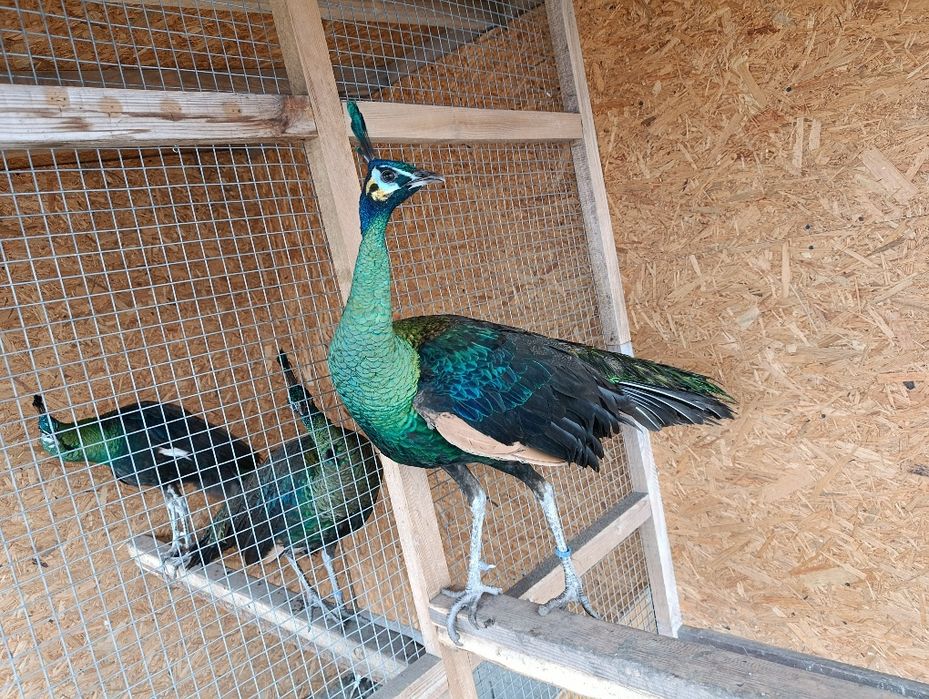 Szmaragd 2024r Samiec