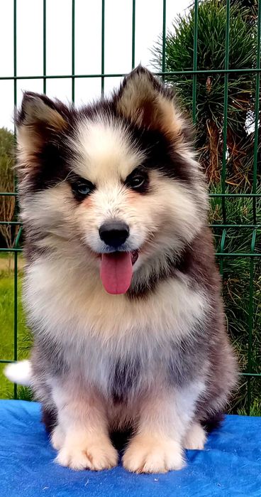 Husky syberyjski-piesek