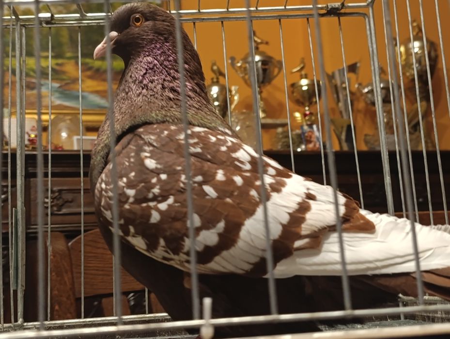 Ryś, rysie, wysyłam, gołębie ozdobne