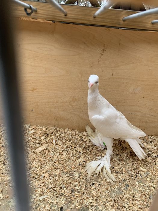 Samica bociana niemieckiego 25r