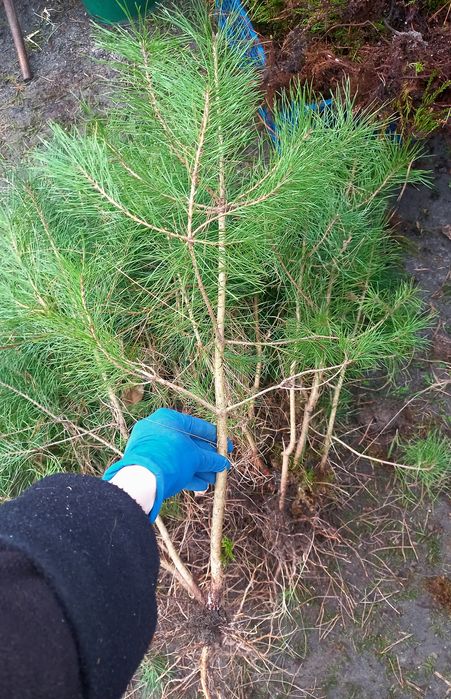 Сосна звичайна саджанці