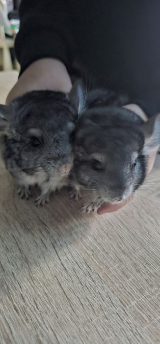 Szynszyle na sprzedaz