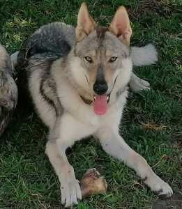 Cão Lobo Checoslovaco LOP, Pedigree, CPC