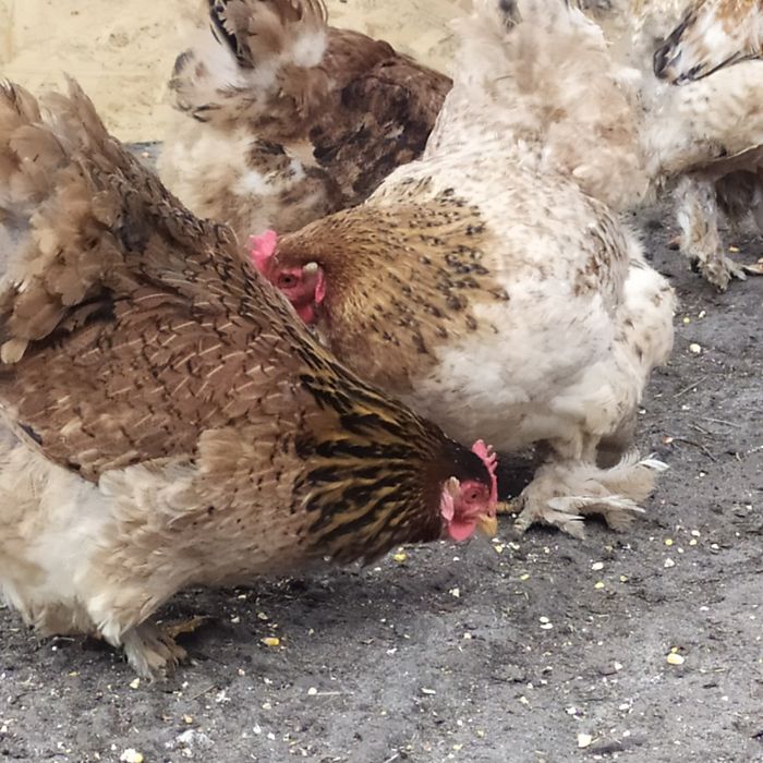 Кохинкины крупной породы инкуб.яйцо