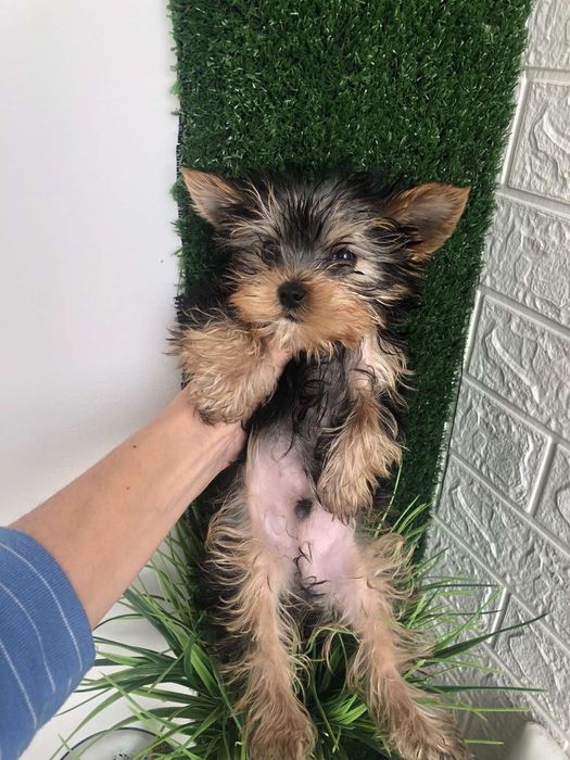 Очарование в малыше