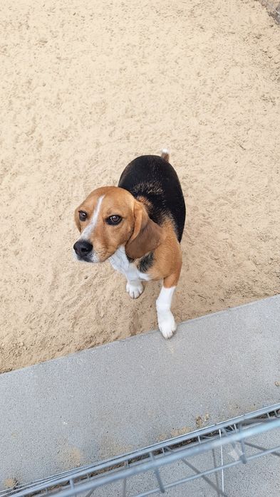 Oddam suczkę Beagle