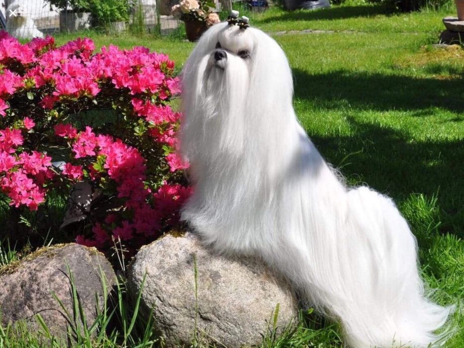 Maltańczyk piesek rodowód ZKWFCI