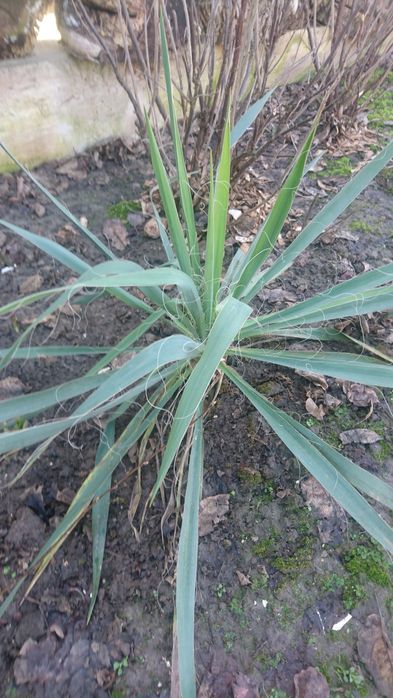 Юкка, примулка ушкова