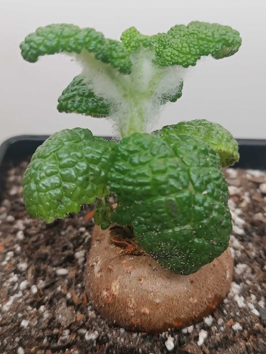 Каудексна рослина Sinningia bullata