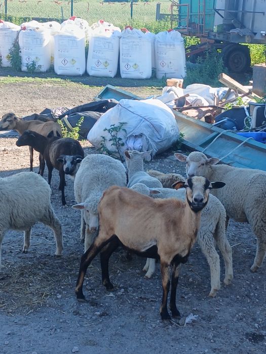 Owce kameruńskie i wrzosówki