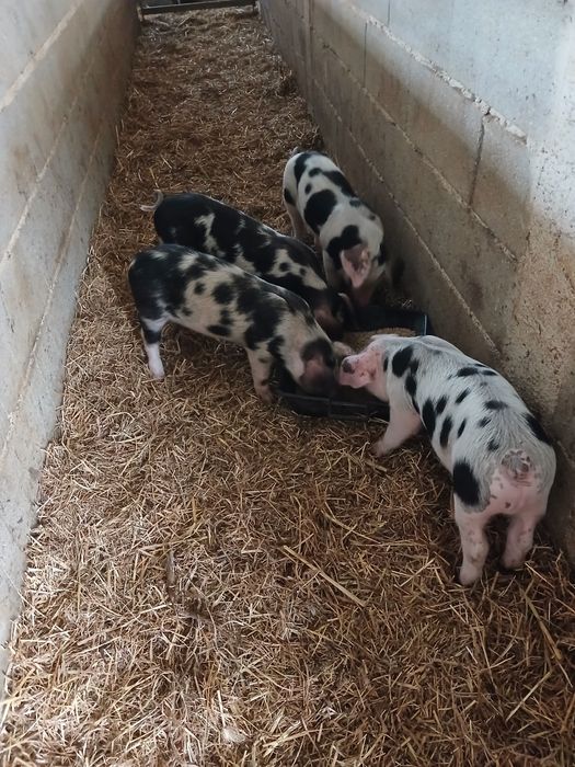 Leitões Malhado de Alcobaça