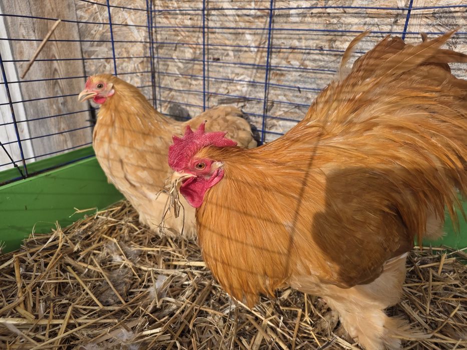 Karzełek kochin i karzełek łapciaty