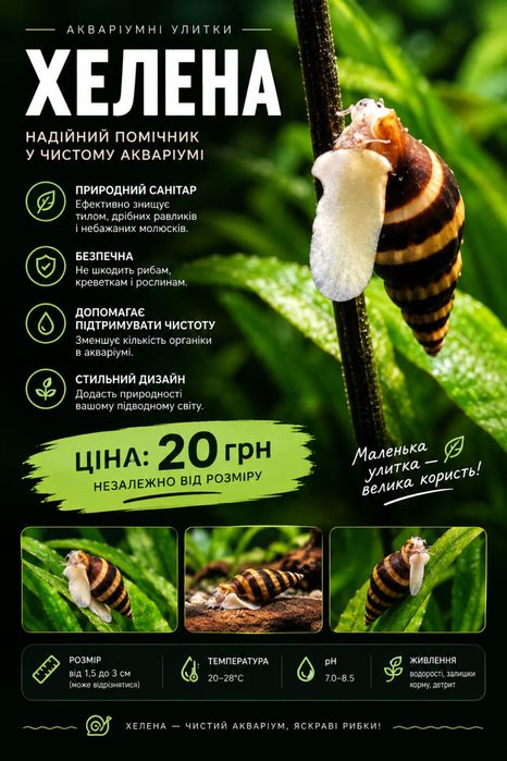 Равлик Хелена (хижак для інших равликів)