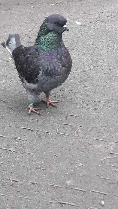 kingi ptaki gołębie ozdobne