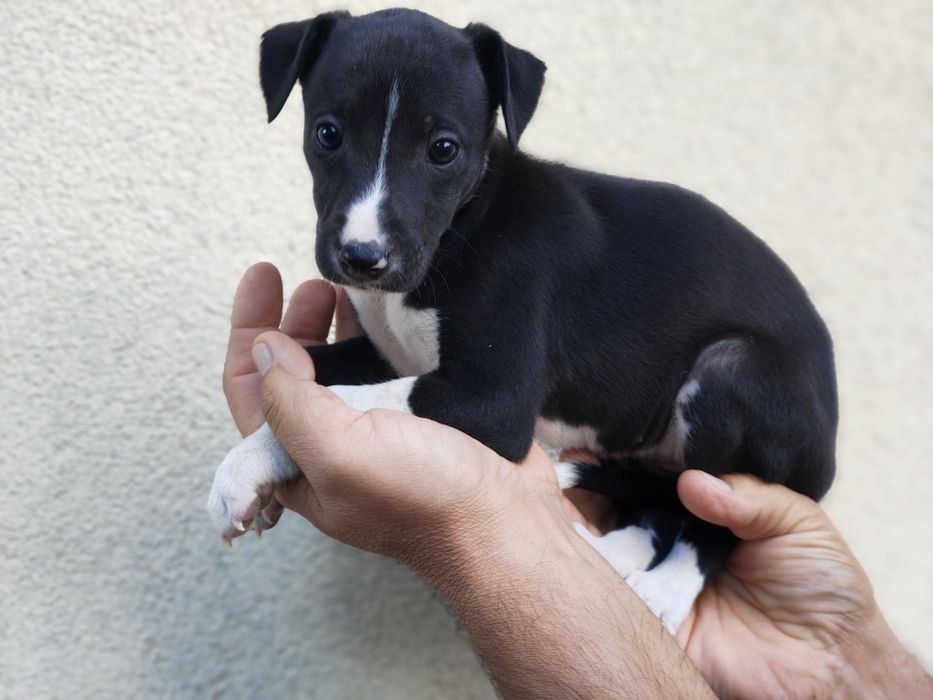 Whippet szczeniak.