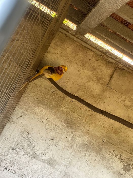 Macho faisão gigi