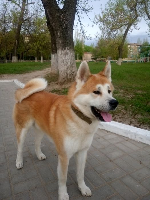 Вязка собак акита ину