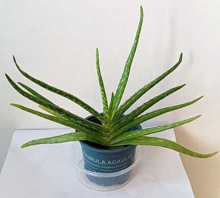 aloes leczniczy,