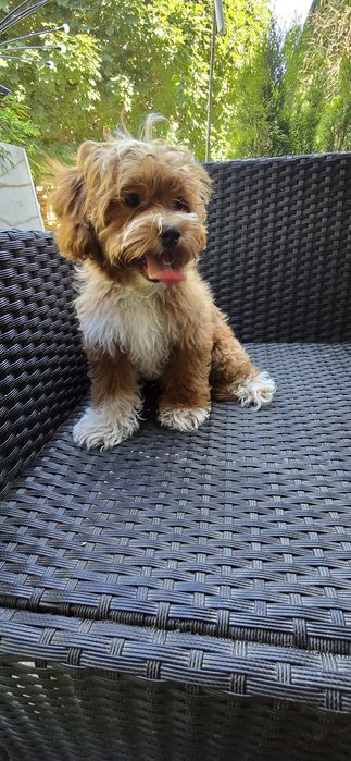 Cavapoo/ piękna dziewczynka