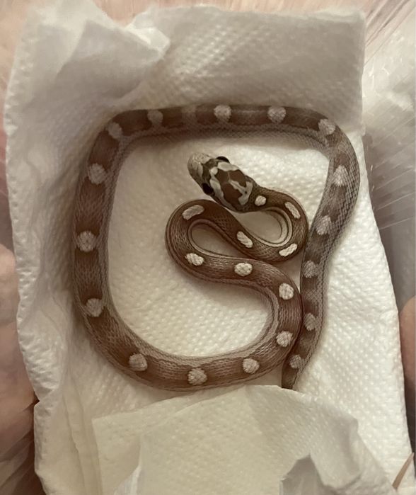 Wąż zbożowy z wyprawka caly kraj