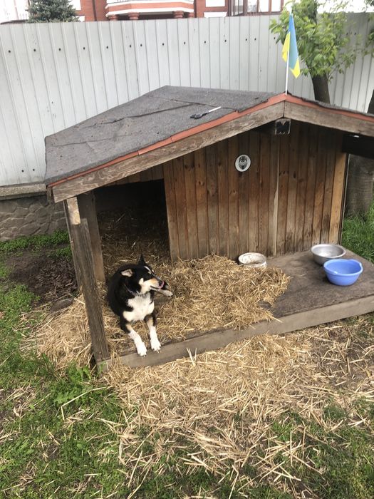 Собачья будка,вольер,для собаки