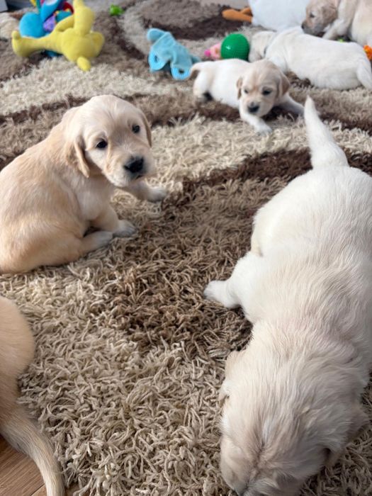 Golden Retriever zkwp Fci do rezerwacji