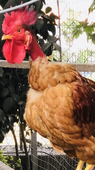 Pintos raças portuguesas