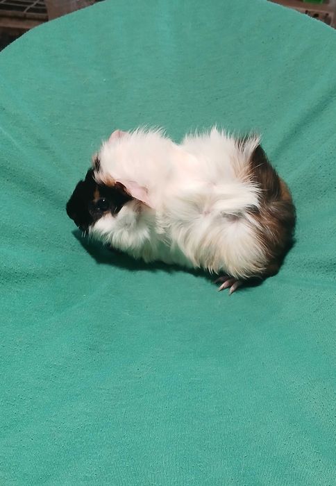 Морська Свинка, розетка.