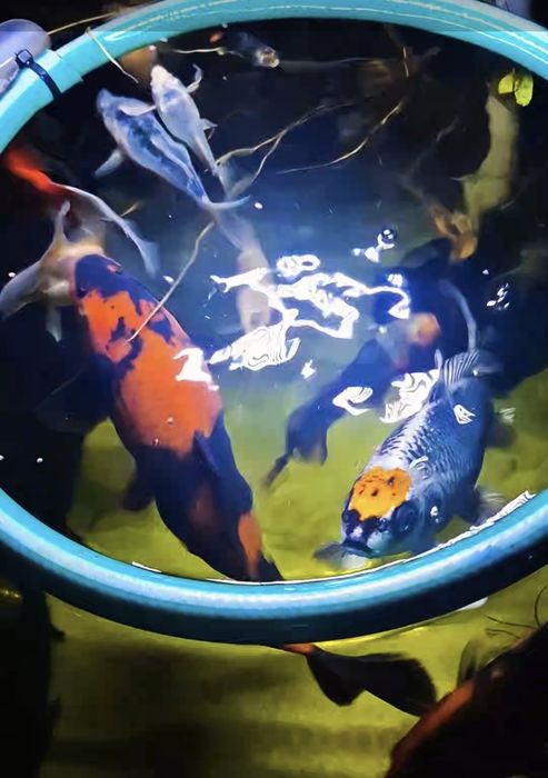 Carpas koi / Cometas / shibunkins