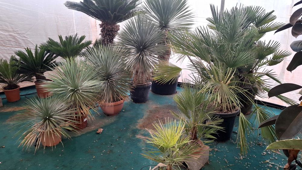 Jardim das Oliveiras