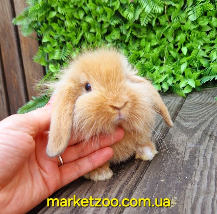 Міні кролик висловухий баранчик mini lion lop руденький з білою лапкою
