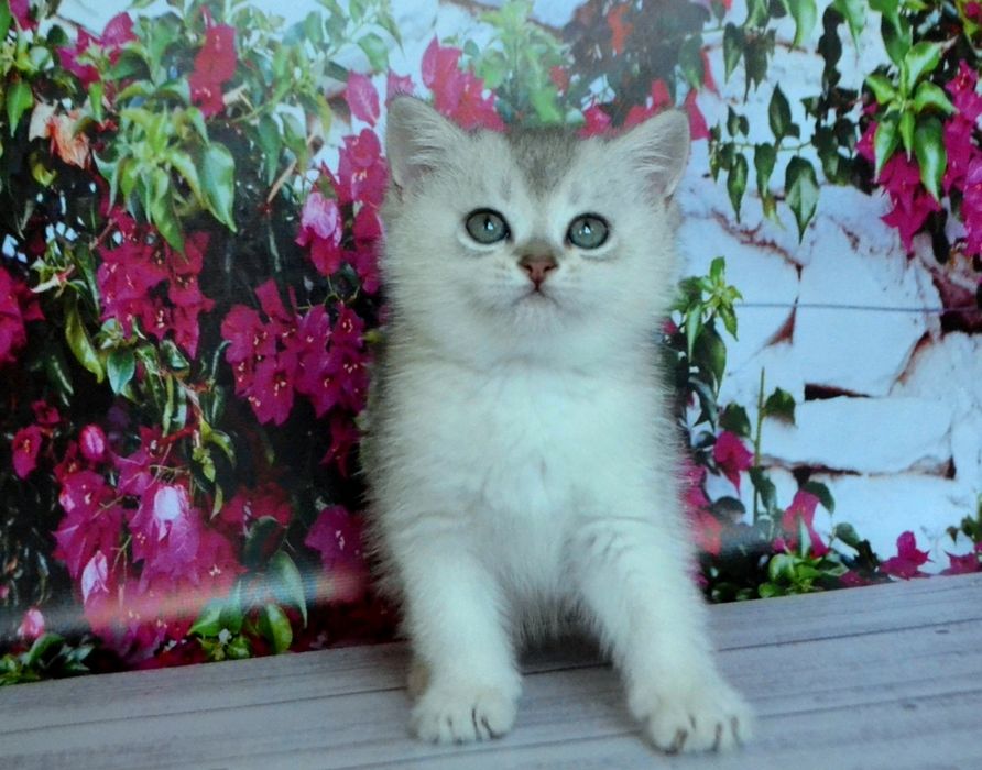 красиві породні сріблясті шиншили